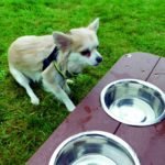 HDutyWithBowls-Dog20191 - Marmax Recycled Plastic Products - Manufactured in the UK