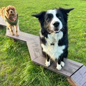 two dogs sitting on ZigZag ramp
