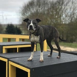 Dog Agility Cube